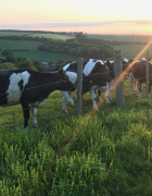 5 Things To Do In Southern Sri Lanka