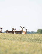 Why do people want us to be successful, but not too successful?