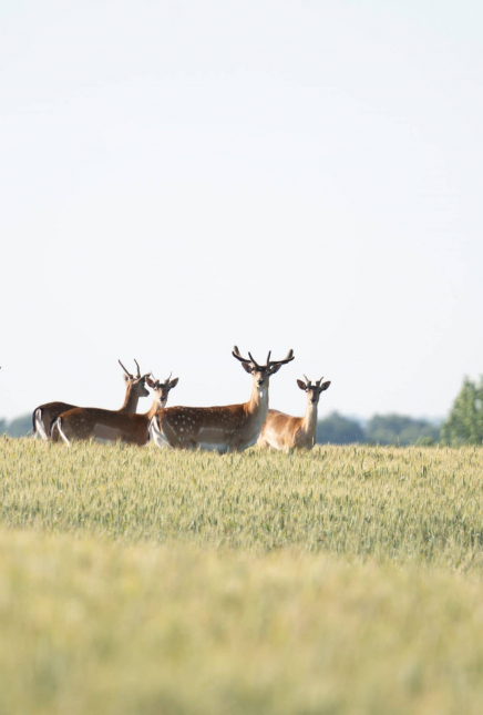 How to spend the day in Chelmsford: The ultimate guide