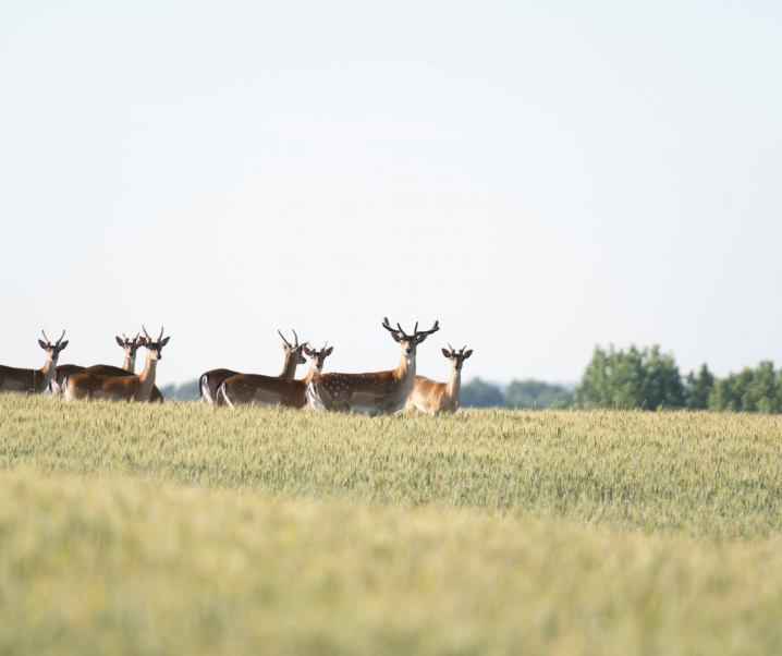 How to spend the day in Chelmsford: The ultimate guide