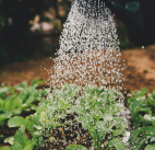 Things I’ve discovered as a beginner gardener